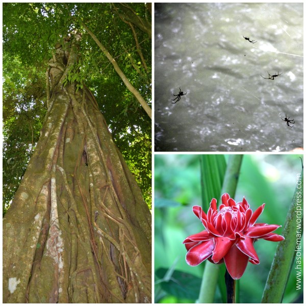 A floresta na Cascata Kuang Si