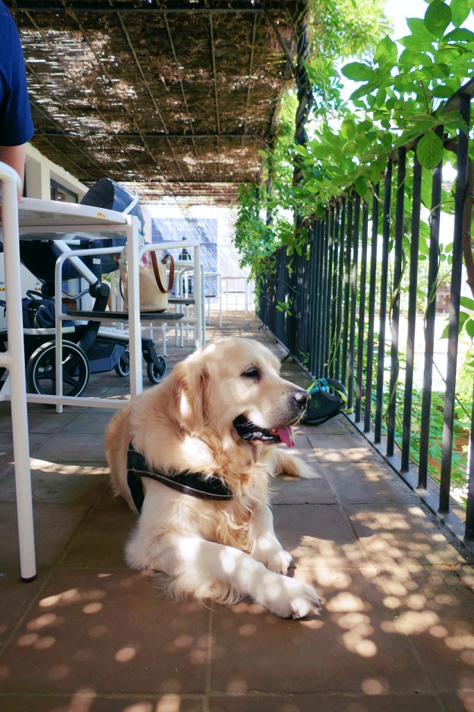 Eddie the Fluffy na Herdade do Esporão, Alentejo, Portugal